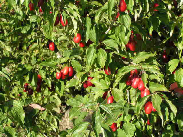 Cornelian-cherry