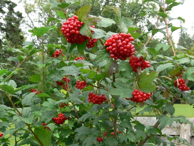 Highbush-cranberry