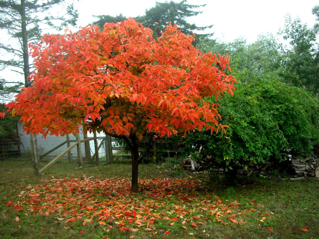 Persimmon-tree