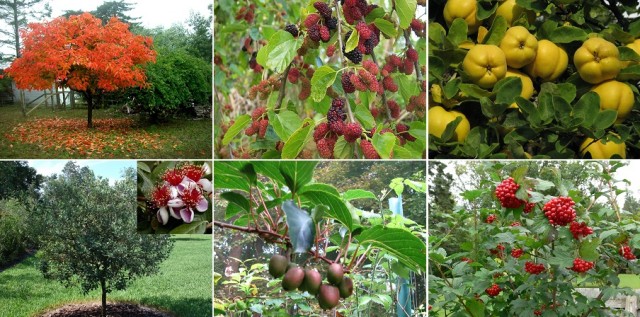 Uncommon-Edible-Trees