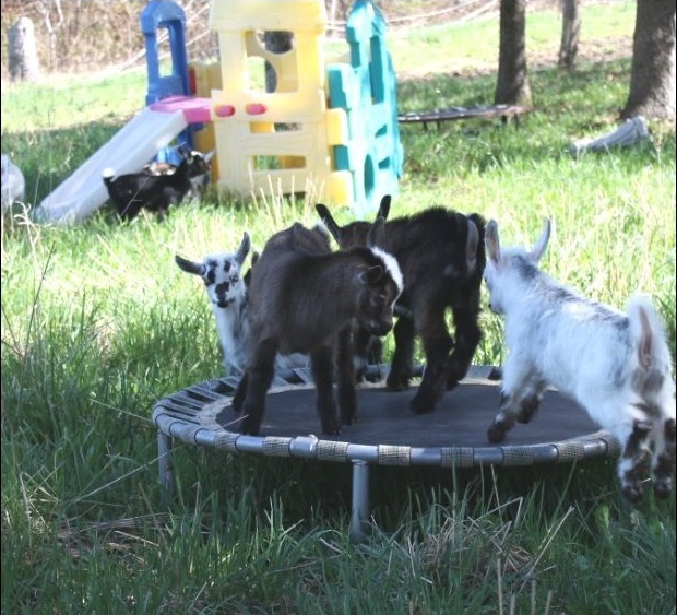 toys-for-goats-to-keep-them-busy-2