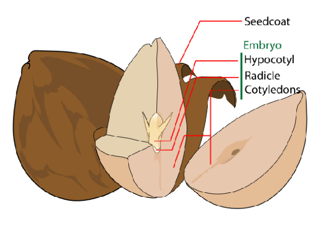 Avocado-Seeds-A-Great-Remedy-for-All-Sorts-of-Diseases-1