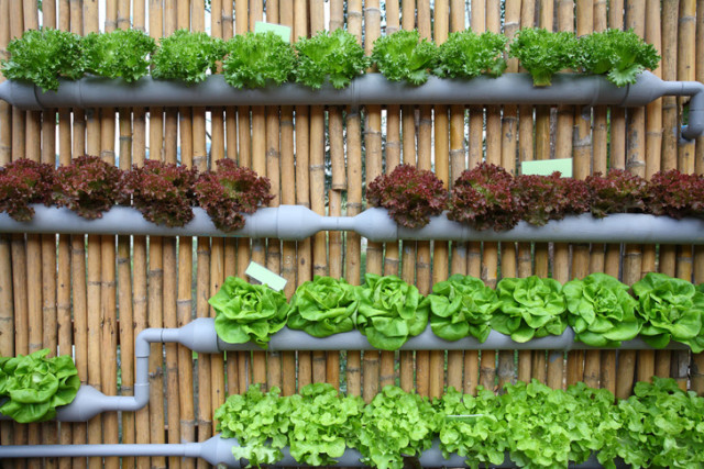 Vertical-Vegetable-Garden-Ideas-2