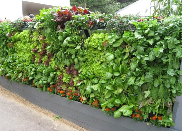 Vertical-Vegetable-Garden-Ideas-5