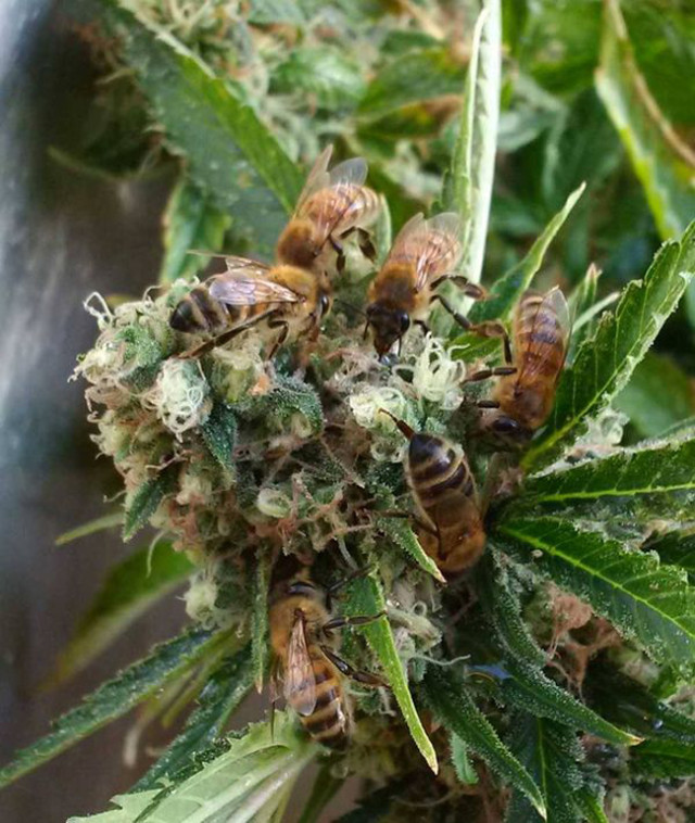 Bees-that-Make-Honey-with-Cannabis-Resin-3