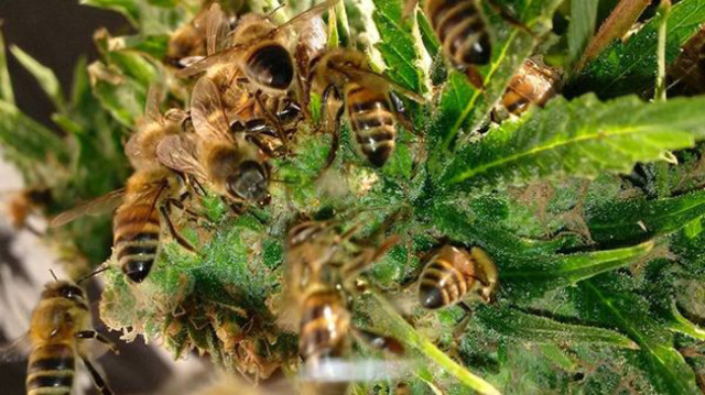 Bees-that-Make-Honey-with-Cannabis-Resin-4