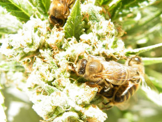 Bees-that-Make-Honey-with-Cannabis-Resin-7