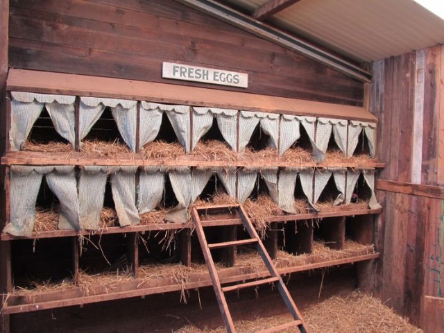 Chicken-Nesting-Boxes-10