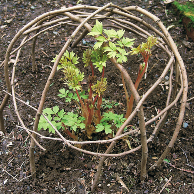 Instant-protection-for-perennials