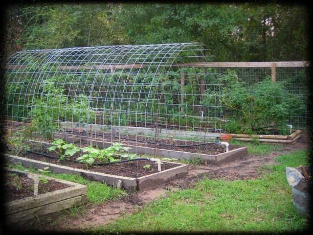 Trellis-and-Raised-Garden-Bed-Combo-7