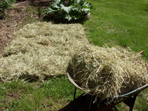 grow-potatoes-in-a-pile-of hay-1