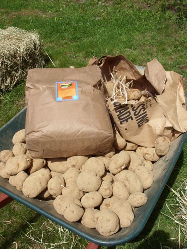 grow-potatoes-in-a-pile-of hay-2