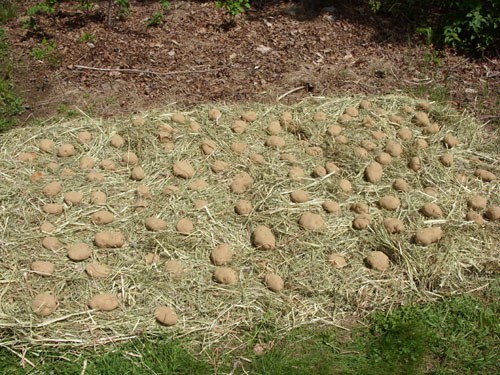 grow-potatoes-in-a-pile-of hay-3
