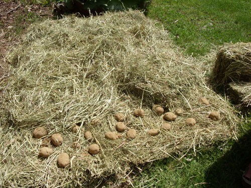 grow-potatoes-in-a-pile-of hay-4