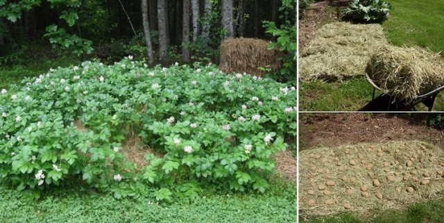 grow-potatoes-in-a-pile-of hay-7