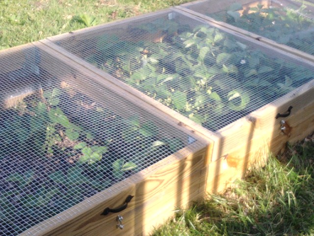system-for-protecting-strawberries