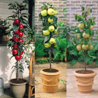 Columnar Fruit Trees: Ideal for growing in tubs on patios or balconies ...