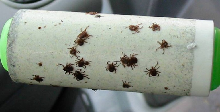 Summer is Coming. Keep Those Ticks Away! | Home Design, Garden