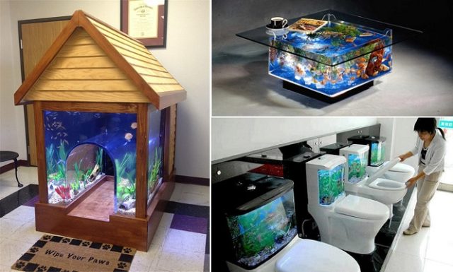 amazing-fish-tank
