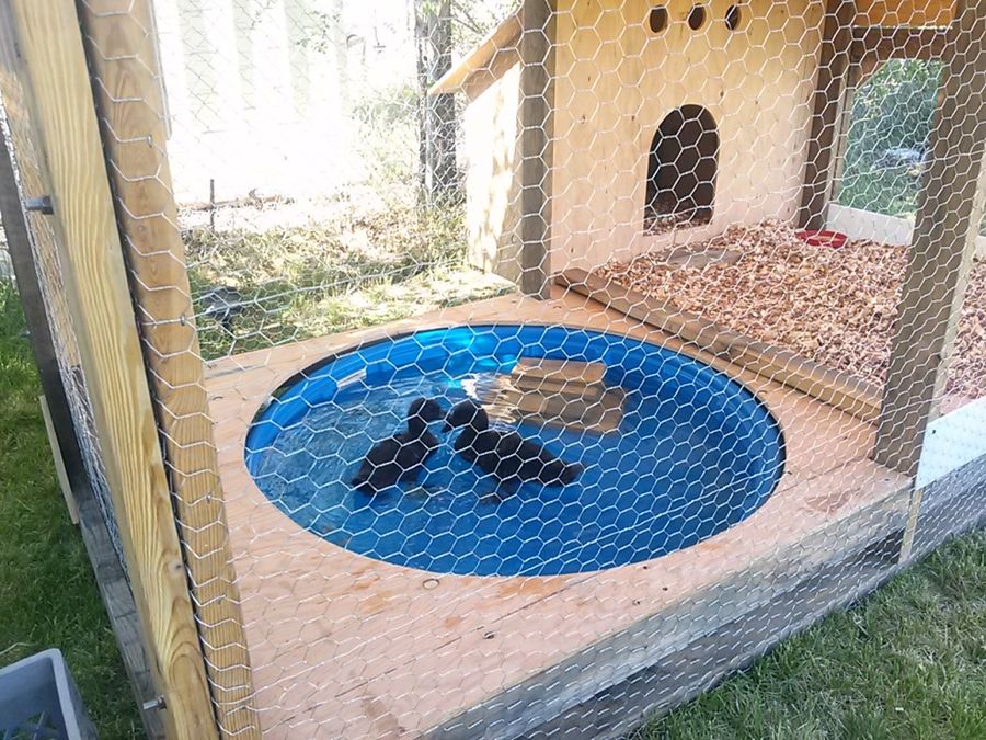 A Duck House Home Design Garden Architecture Blog Magazine a-duck-house-home-design-garden-architecture-blog-magazine