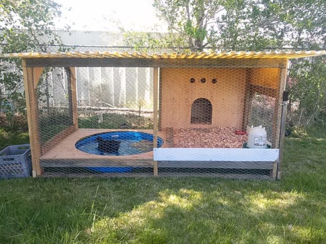 duck-house