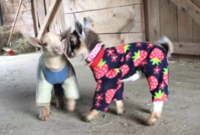 baby-goat-in-pajamas-1