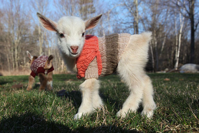 baby-goats-knit-sweaters-sunflower-farm-1