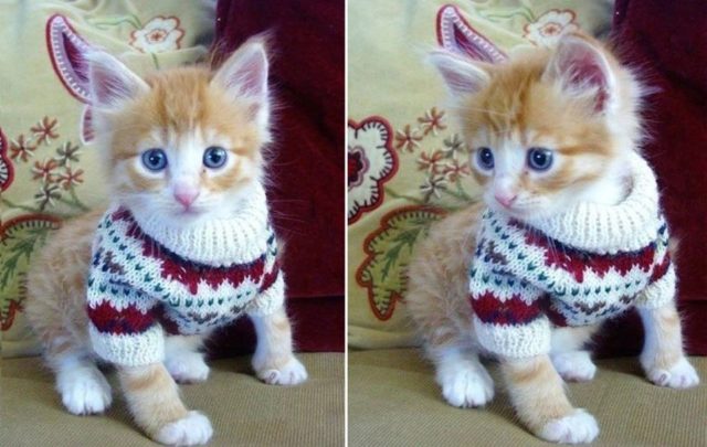 Cat-Sweater-Patterns