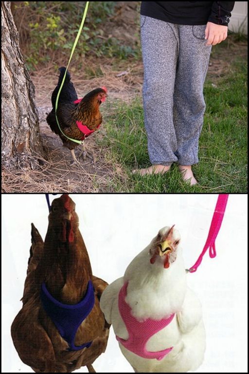 My Pet Chicken Walk Your Chicken Harness – Take 'em For A Walk! (Leash Sold Separately), Made In Taiwan