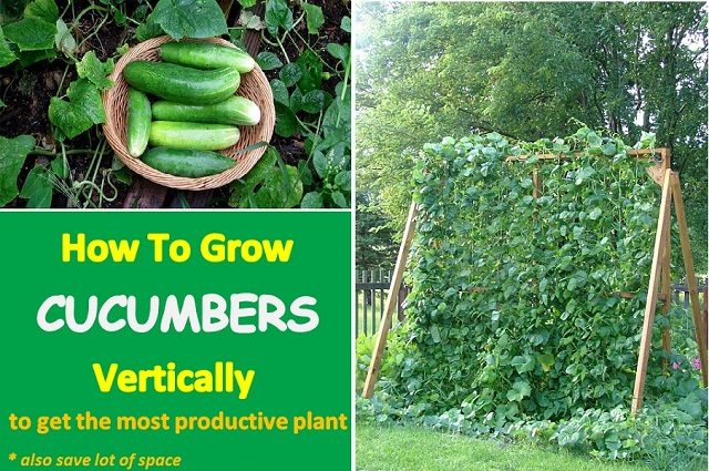 how to grow cucumbers