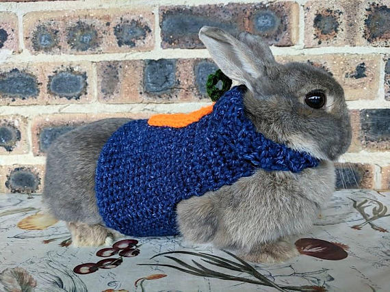 bunnies in sweaters