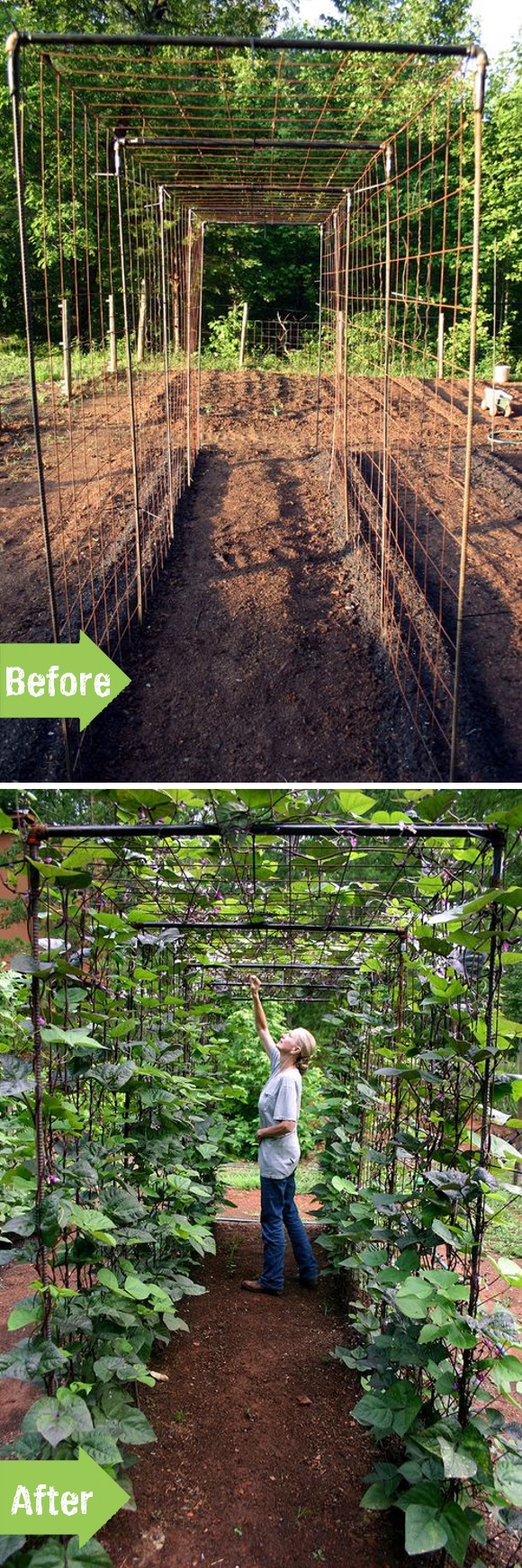 DIY Bean Trellis For Any Vegetable Garden | Home Design, Garden ...