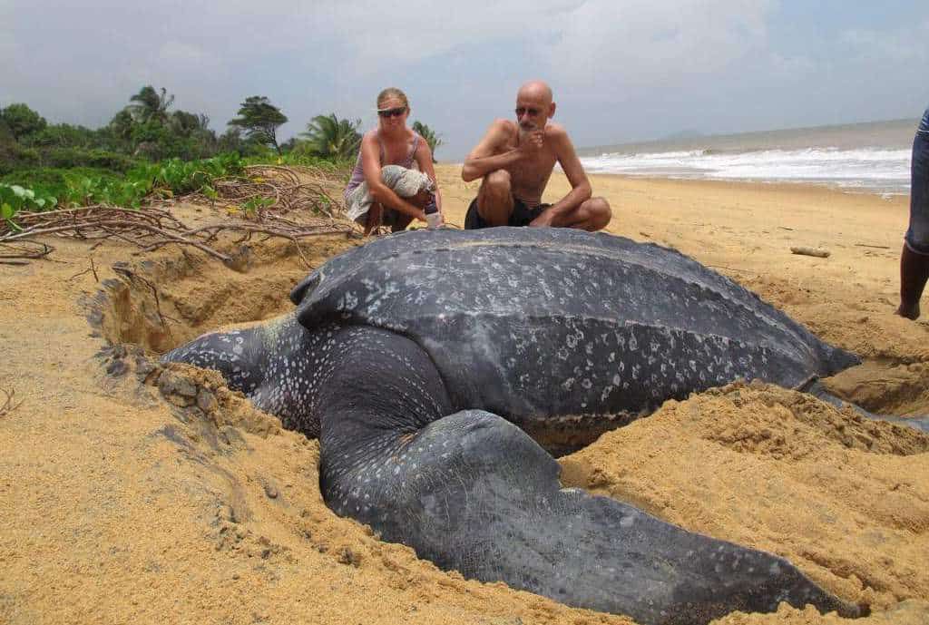 The World S Largest Giant Sea Turtle Emerges From The Water For The   World Largest Sea Turtle 