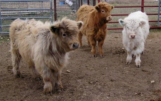 Yes, You Can Own A Fluffy Mini Cow And They Make Great Pets! | Home Design,  Garden & Architecture Blog Magazine