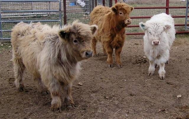 yes-you-can-own-a-fluffy-mini-cow-and-they-make-great-pets-home