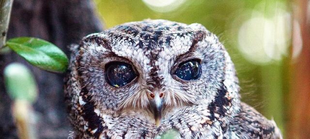 Zeus The Rescued Blind Owl Has Stunning Galaxies In His Eyes | Home ...