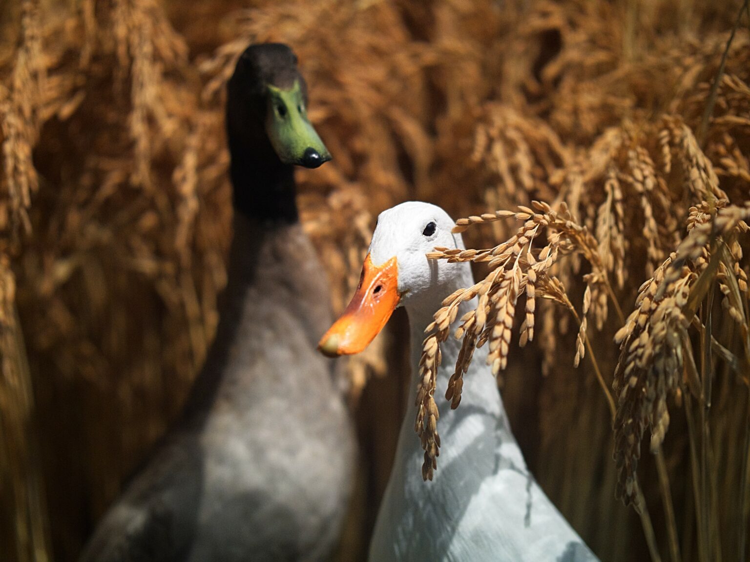 Ducks in Rice Paddy