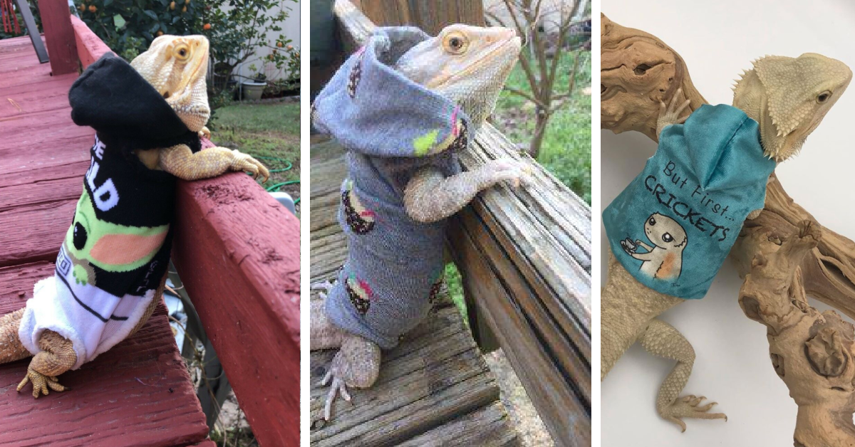 Bearded dragon hoodie sale