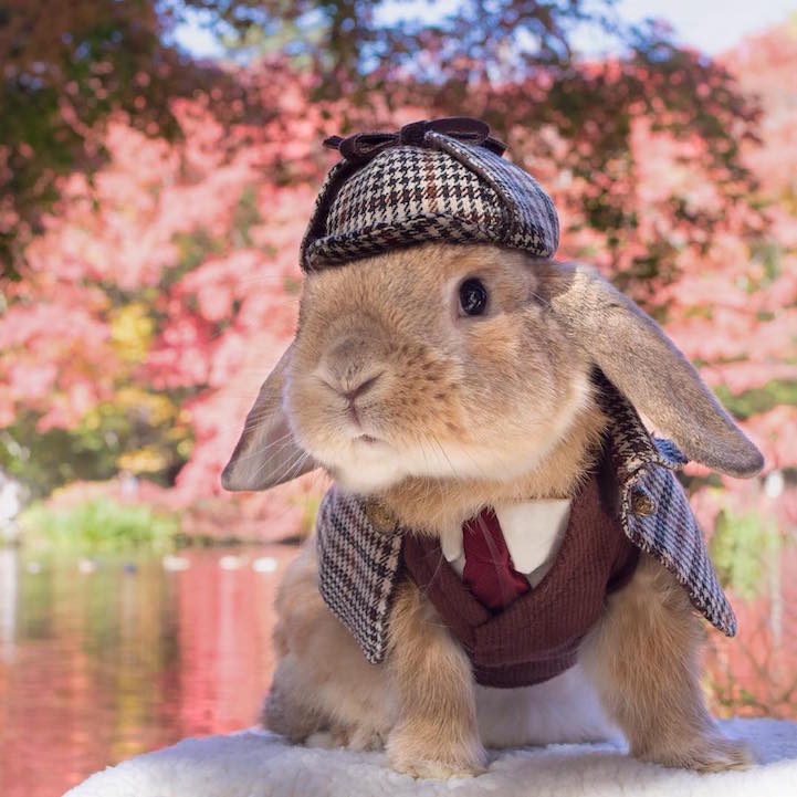 Adult Bunny Rabbit Costume - 31682 - Fancy Dress Ball