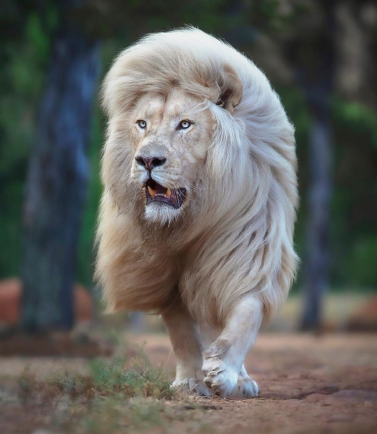 Wildlife Photographer Promotes Lion Conservation With Amazing Portraits |  Home Design, Garden & Architecture Blog Magazine