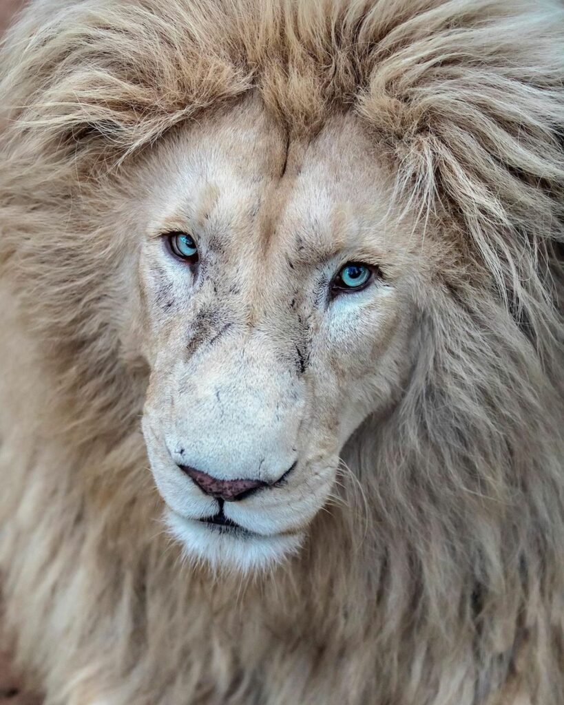 Wildlife Photographer Promotes Lion Conservation With Amazing Portraits ...