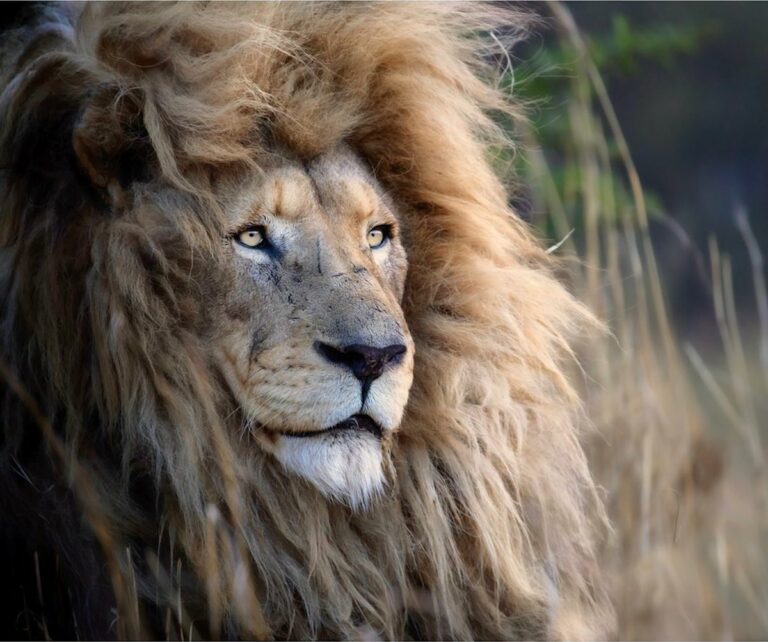 Wildlife Photographer Promotes Lion Conservation With Amazing Portraits ...