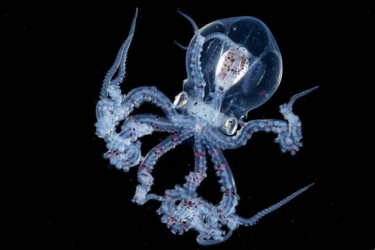 Photographer Captures A Rare Octopus With Transparent Head | Home ...