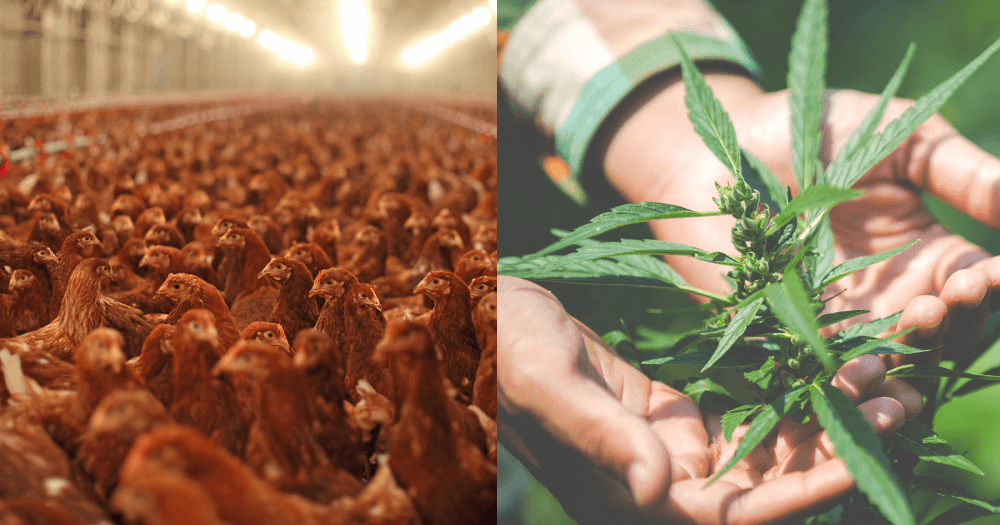 Texan Farm Transitions From Farming Chickens To Growing Hemp Home Design, Garden
