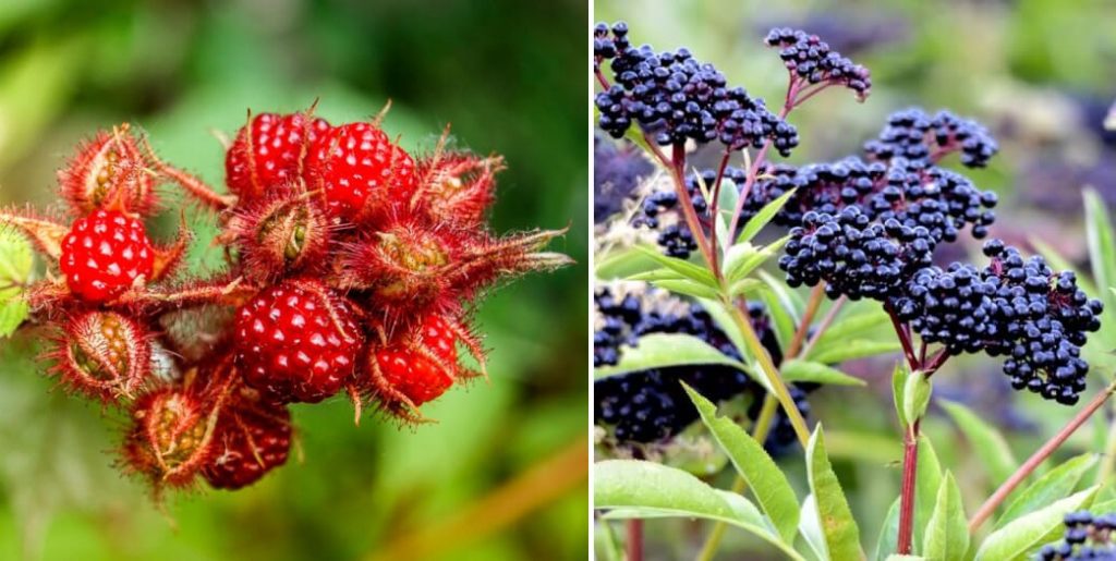 15 Easytogrow Berries That You Can Grow In The Garden Home Design