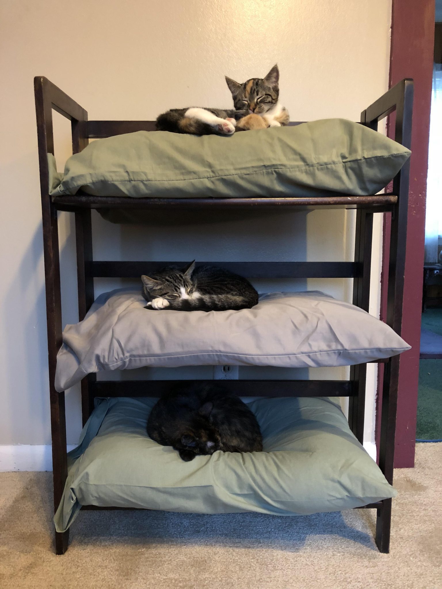 instant-cat-bunk-beds-home-design-garden-architecture-blog-magazine