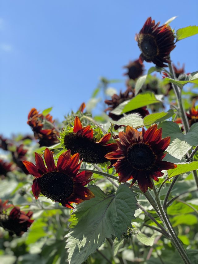 You Can Plant Midnight Oil Chocolate Cherry Sunflowers Home Design Garden And Architecture Blog