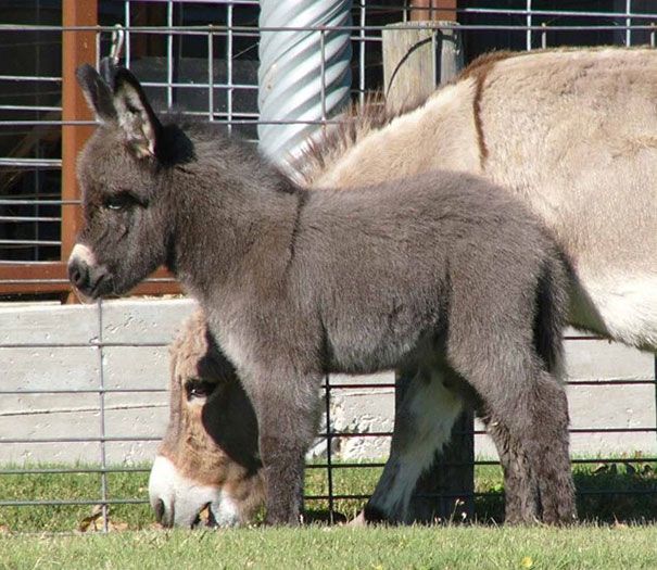 dwarf donkeys