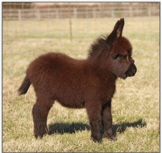 dwarf donkeys