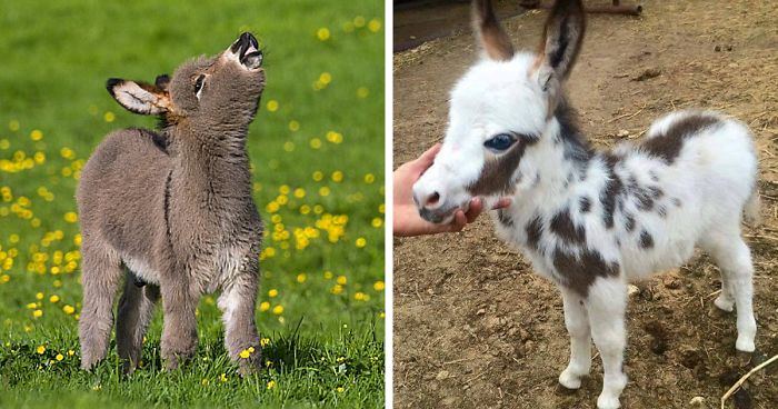 There Are Dwarf Donkeys You Can Own As A Pet And They Are Adorable ...